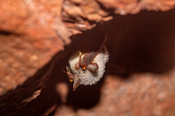 Daubenton's bat (Myotis daubentonii), hibernating in a cave, North Rhine-Westphalia, Germany, Europe