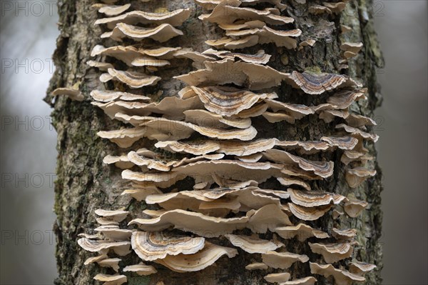 Butterfly tramete (Trametes versicolor), many fruiting bodies on a dead birch (Betula), Lower Saxony, Germany, Europe