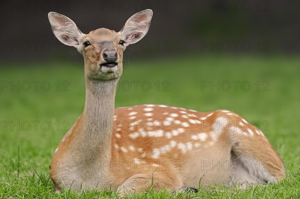 Manchurian sika deer (Cervus nippon hortulorum), female, captive, Germany, Europe