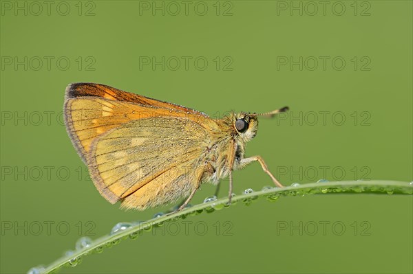 Rusty-coloured Fritillary (Ochlodes sylvanus, Augiades sylvanus), North Rhine-Westphalia, Germany, Europe