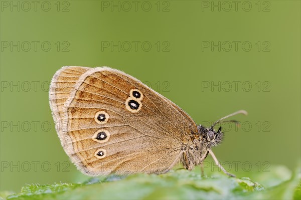 Ringlet (Aphantopus hyperantus), North Rhine-Westphalia, Germany, Europe