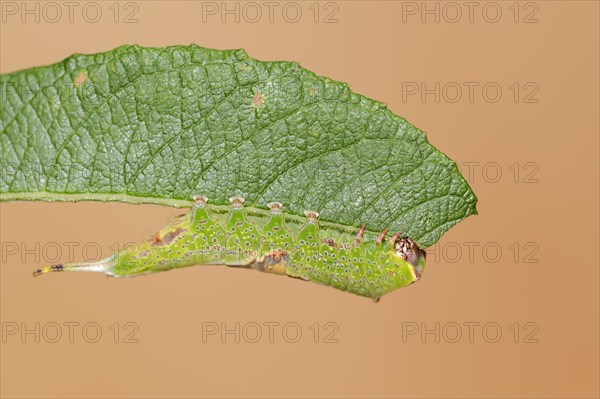 Sallow kitten moth (Furcula furcula), caterpillar feeding on a leaf, North Rhine-Westphalia, Germany, Europe