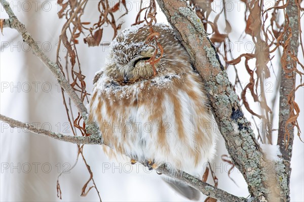 Northern saw-whet owl (Aegolius acadicus), perched on a tree after a snowfall, forest of Yamachiche, province of Quebec, Canada, AI generated, North America