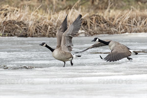 Canada geese (branta canadensis), pair taking off on a frozen marsh, Lac Saint-Pierre biosphere reserve, province of Quebec, Canada, AI generated, North America