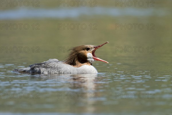 Common merganser (Mergus merganser) . female swimming with bill open, La Mauricie national park, province of Quebec, Canada, AI generated, North America