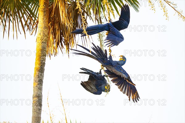 Hyacinth Macaw (Anodorhynchus hyacinthinus) Pantanal Brazil