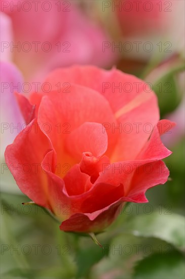 Garden rose or rose 'Rosenstadt Zweibruecken' (Rosa hybrida), flower, ornamental plant, North Rhine-Westphalia, Germany, Europe