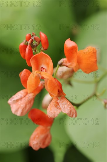 Scarlet runner bean (Phaseolus coccineus), flowers, crop plant, North Rhine-Westphalia, Germany, Europe