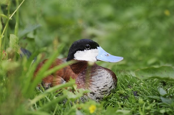 Ruddy duck (Oxyura jamaicensis), male, captive, occurrence in North America