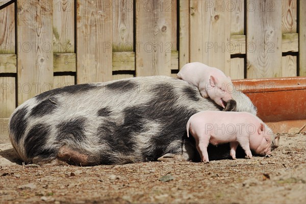 Goettingen minipig (Sus scrofa f. domestica), sow and piglet, North Rhine-Westphalia, Germany, Europe