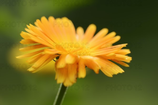 Marigold or garden marigold (Calendula officinalis), flower, North Rhine-Westphalia Germany