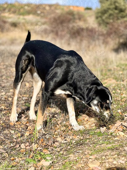 Vertical portrait of a young dog sniffing and foraging in the field