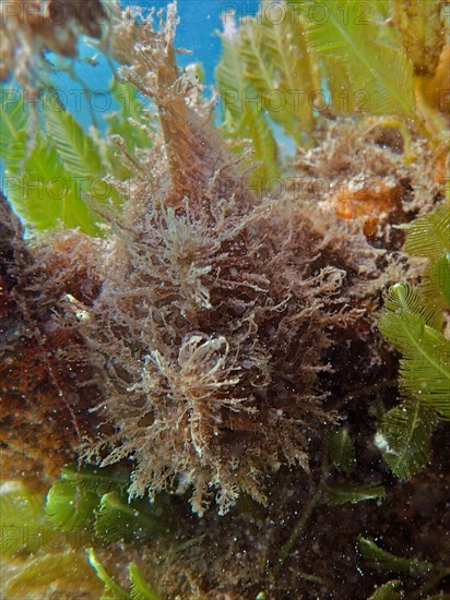 Well camouflaged striated frogfish (Antennarius striatus), dive site Blue Heron Bridge, Phil Foster Park, Riviera Beach, Florida, USA, North America