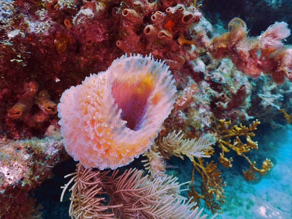 Pink vase sponge (Callyspongia plicifera), dive site John Pennekamp Coral Reef State Park, Key Largo, Florida Keys, Florida, USA, North America