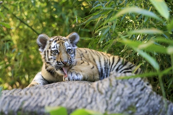 A tired tiger young lies on a tree trunk and observes the surroundings, Siberian tiger, Amur tiger, (Phantera tigris altaica), Cubs