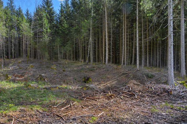 Spruce forest, pole forest with clear cut, Kemptner Wald, Allgaeu, Swabia, Bavaria, Germany, Europe