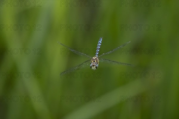 Migrant hawker dragonfly (Aeshna mixta) adult in flight in summer, Suffolk, England, United Kingdom, Europe