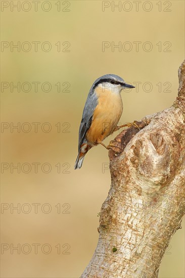 Eurasian nuthatch (Sitta europaea) sitting on a hazelnut trunk, Animals, Birds, Siegerland, North Rhine-Westphalia, Germany, Europe