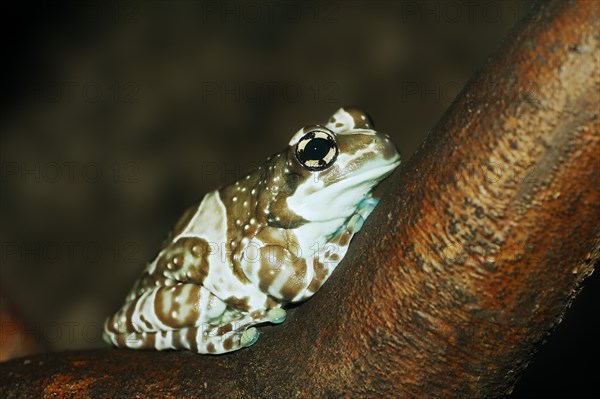 Cave toad frog (Trachycephalus resinifictrix, Phrynohyas resinifictrix), captive, occurrence in South America