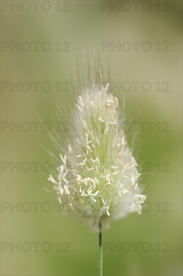 Hares tail grass (Lagurus ovatus), inflorescence, Provence, France, Europe