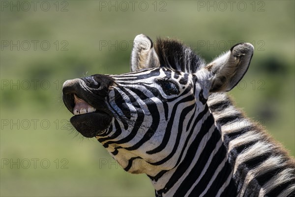 Plains zebra (Equus quagga), Funny Zebra, Addo Elephant National Park, Eastern Cape, South Africa, Africa