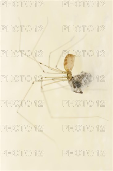 Long-legged cellar spider (Pholcus phalangioides) with prey, North Rhine-Westphalia, Germany, Europe