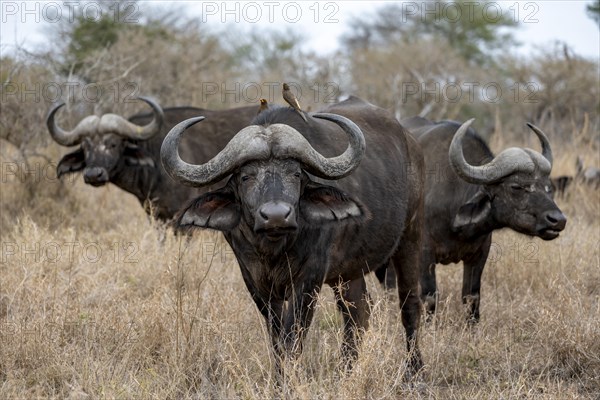 African buffalo (Syncerus caffer caffer) with yellowbill oxpecker (Buphagus africanus), group in dry grass, Kruger National Park, South Africa, Africa
