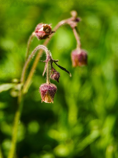 Water avens (Geum rivale), Piding, Berchtesgadener Land, Bavaria, Germany, Europe