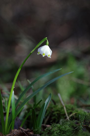 Spring snowdrop (Leucojum vernum), March snowdrop, March bell, large snowdrop. Amaryllis family (Amaryllidaceae), North Rhine-Westphalia, Germany, Europe