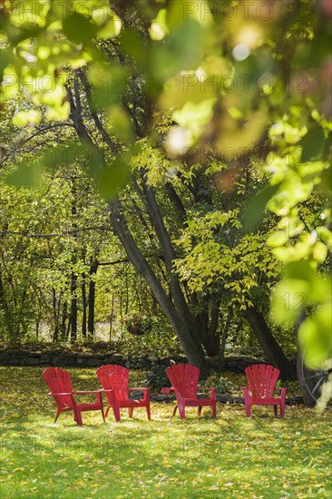 Four red Adirondack chairs on green grass lawn with fallen Fraxinus velutina, Velvet Ash tree leaves through Lonicera x heckrottii, Honeysuckle climbing shrub leaves in backyard garden in autumn, Quebec, Canada, North America