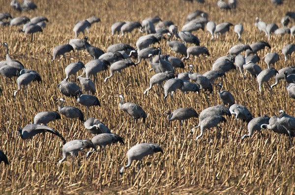 Cranes (grus grus) foraging in a harvested maize field, Hohendorf crane resting site on the Darss near Barth, Western Pomerania Lagoon Landscape National Park, Mecklenburg-Western Pomerania, Germany, Europe