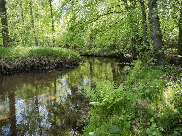 Stream and floodplain of the Dalke with alder forest in spring, Guetersloh, North Rhine-Westphalia, Germany, Europe