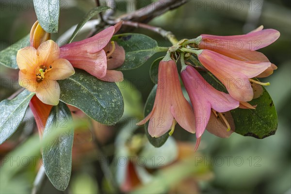 Rhododendron flower (Rhododendron concatenans), Emsland, Lower Saxony, Germany, Europe
