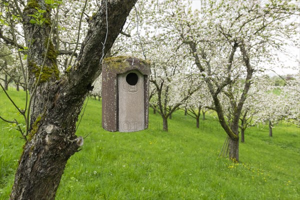Nesting box for songbirds, meadow orchard, flowering apple trees, Baden, Wuerttemberg, Germany, Europe