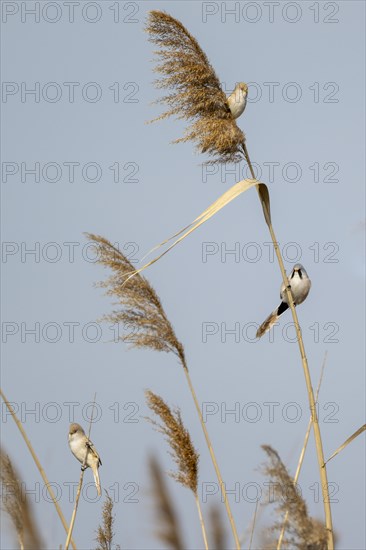 Bearded reedlings (Panurus biarmicus), sitting in the reeds, Neusiedler See-Seewinkel National Park, Burgenland, Austria, Europe