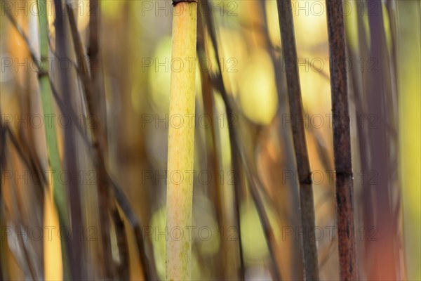 Reynoutria japonica (Fallopia japonica), autumnal plant stems illuminated by sunlight, Moselle, Rhineland-Palatinate, Germany, Europe