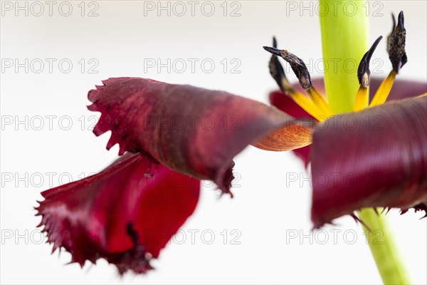 Stamp in a tulip calyx, fading red tulip (Tulipa), Stuttgart, Baden-Wuerttemberg, Germany, Europe