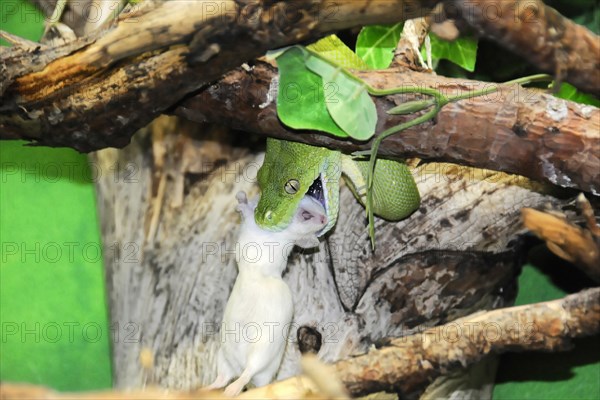 Green tree python (Chondropython viridis), feeding, captive, A snake captures a white mouse on a branch, zoo, Bavaria, Germany, Europe