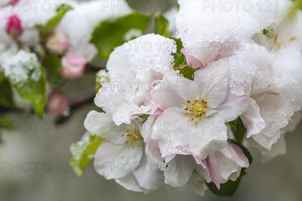 Apple blossom with snow, apple tree (Malus), pome fruit tree (Pyrinae), meadow orchard, spring, Goeggingen, Krauchenwies, Upper Danube nature park Park, Baden-Wuerttemberg, Germany, Europe