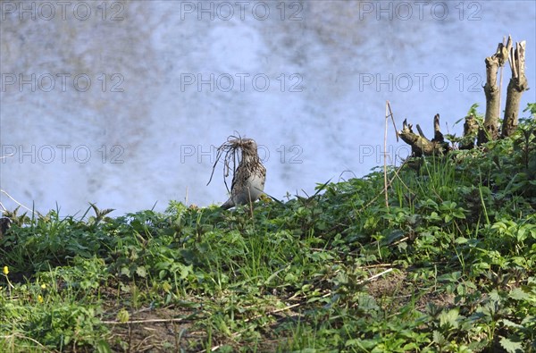 Thrush with nesting material on the banks of the Danube, Bavaria, Germany, Europe