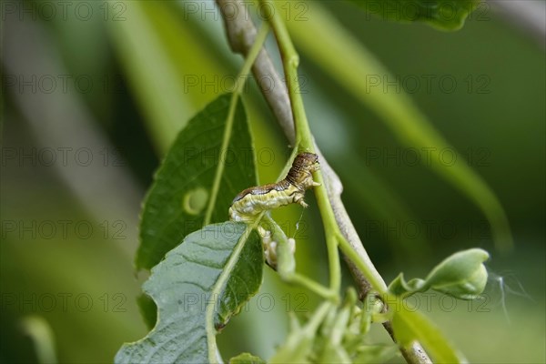 Mottled umber (Erannis defoliaria), caterpillar, spring, Germany, Europe