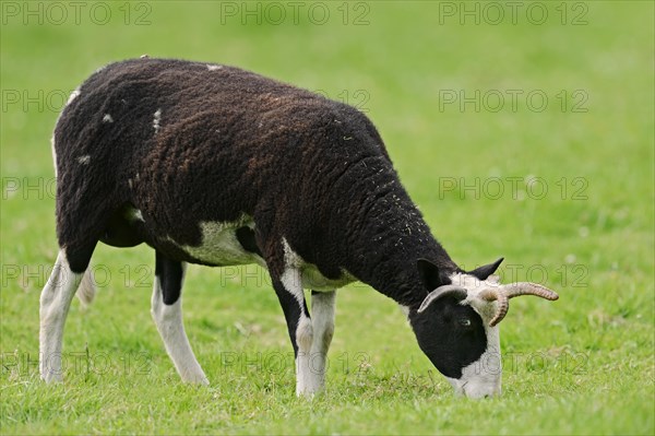 Jacob sheep (Ovis ammon f. aries), female on pasture, Lower Saxony Germany