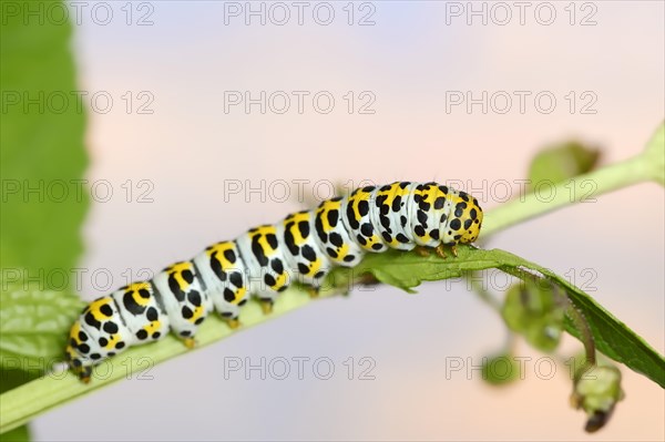 Brown-root monk (Shargacucullia scrophulariae), caterpillar, North Rhine-Westphalia, Germany, Europe