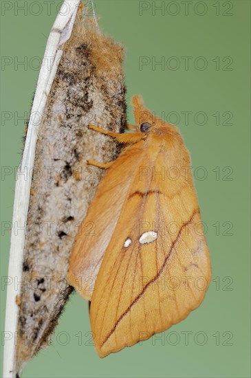 Drinker moth (Euthrix potatoria), freshly hatched butterfly on the cocoon, North Rhine-Westphalia, Germany, Europe