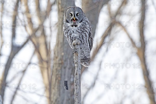 Great gray owl (strix nebulosa) perched on top of a dead tree and regurgitating a ball of hair and bones, Forest of Yamachiche, province of Quebec, Canada, AI generated, North America
