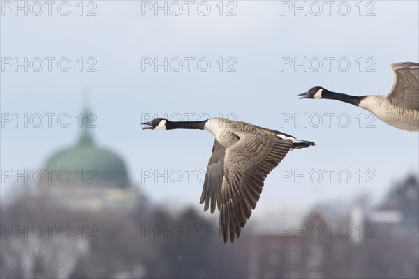 Canada geese (branta canadensis), pair flying along the Saint lawrence river. province of Quebec. Canada, AI generated