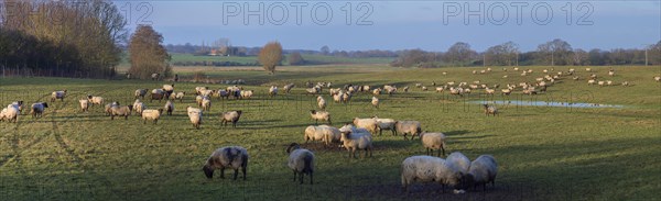 Black-headed domestic sheep (Ovis gmelini aries) on pasture, Mecklenburg-Western Pomerania, Germany, Europe