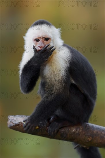 White-shouldered capuchin monkey or white-headed capuchin (Cebus capucinus), captive, occurring in South America