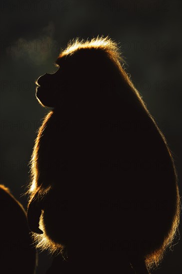 Djelada or gelada baboon (Theropithecus gelada), male in backlight, captive, occurrence in Ethiopia