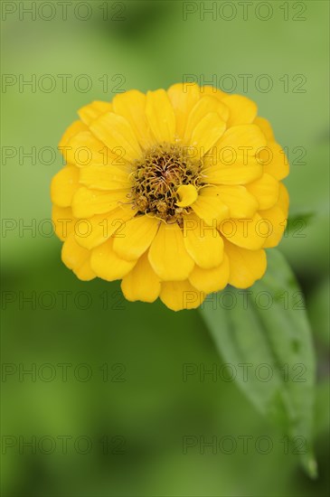 Zinnia (Zinnia elegans, Zinnia violacea), flower, ornamental plant, North Rhine-Westphalia, Germany, Europe